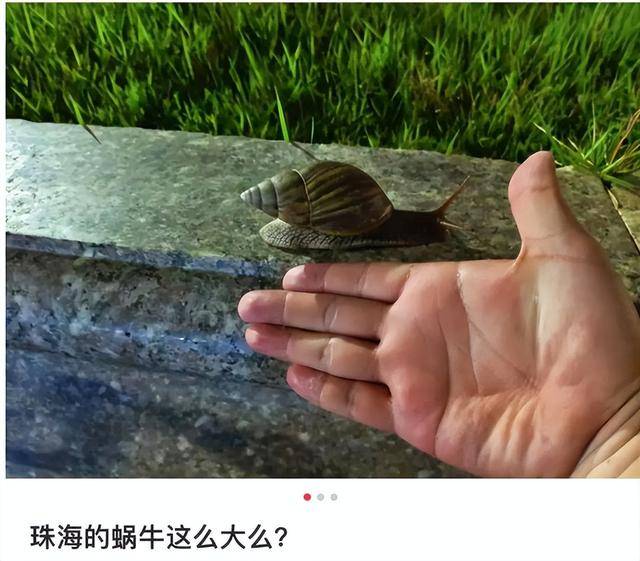 正大量出现！有人摸了后持续高烧，严重可致死……