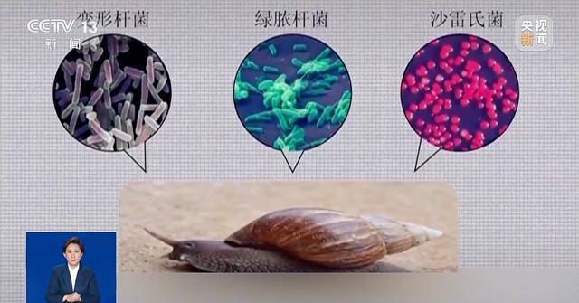 正大量出现！有人摸了后持续高烧，严重可致死……